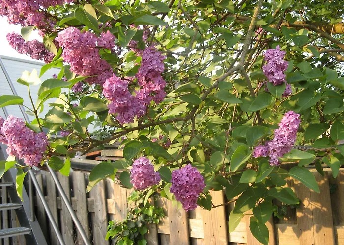 De Wilde Kriek Hotel